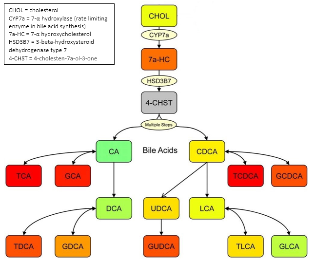 flowchart summarizing the biochemical pathways of bile acid production and reveals relationships between different classes of bile acids.