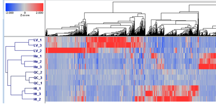 Expression results Z-score normalized with 2D Agglomerative Cluser Analysis
