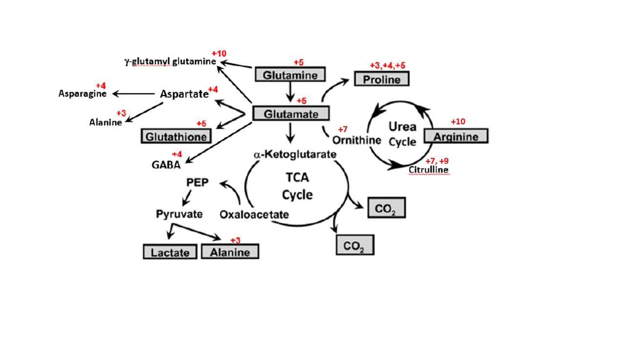 figure shows a partial summary of glutamine metabolism
