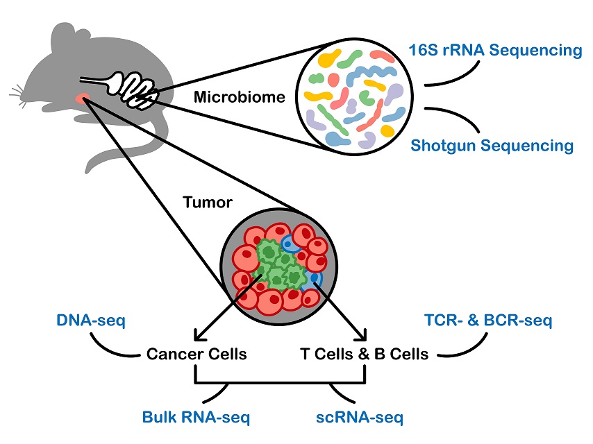 Microbiome Immunology Cancer (MIC) logo