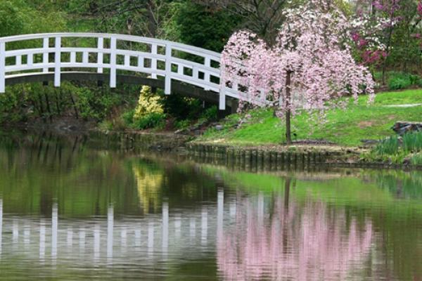 Duke Gardens White Bride and Cherry Blossoms