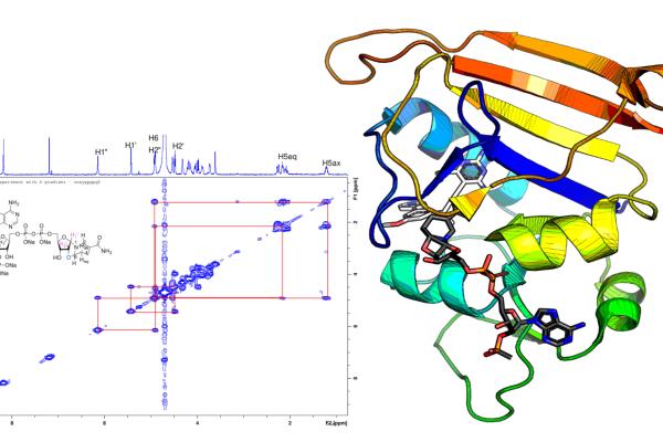 Chart and ribbon drawing of a protein