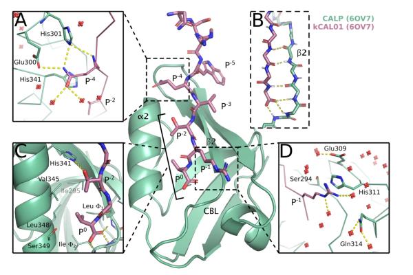 ribbon drawing of a protein structure. four areas are highlighted and expanded