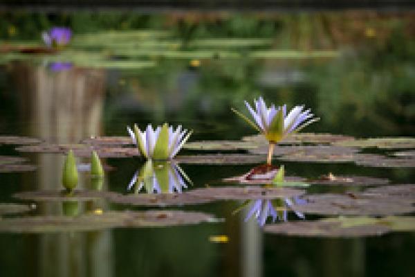 Landscape - Pond