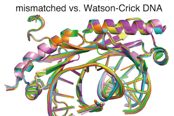 DNA mismatch diagram