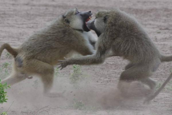two baboons fighting