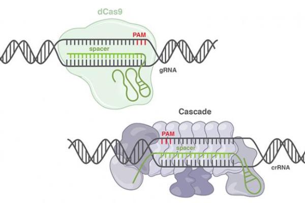 gene - CRISPR technology diagram