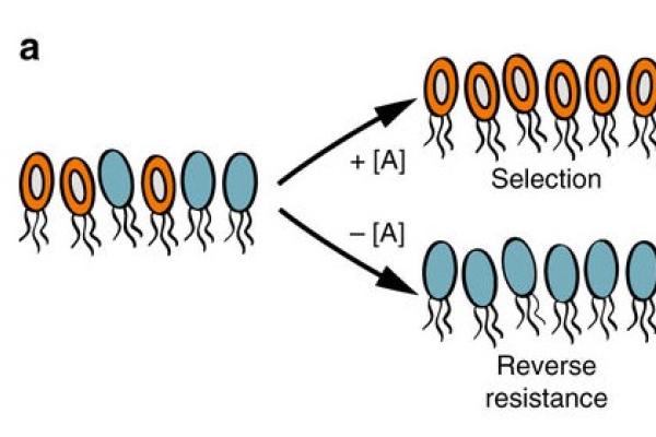 Lingchong diagram_of antibiotic resistance 