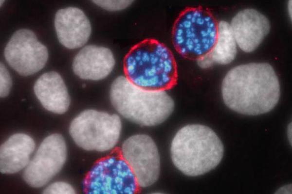 malaria cells diagram