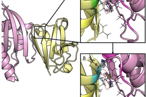 Shaping Designer Proteins | Duke Department Of Biostatistics And ...