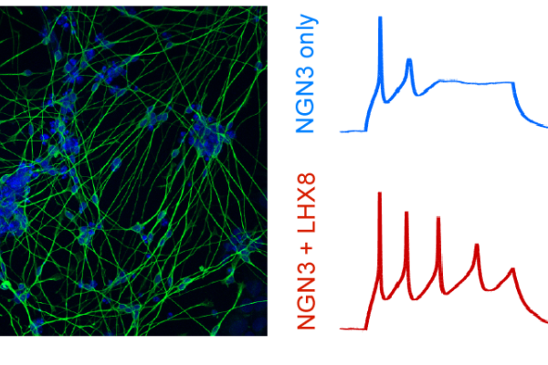 human stem cell