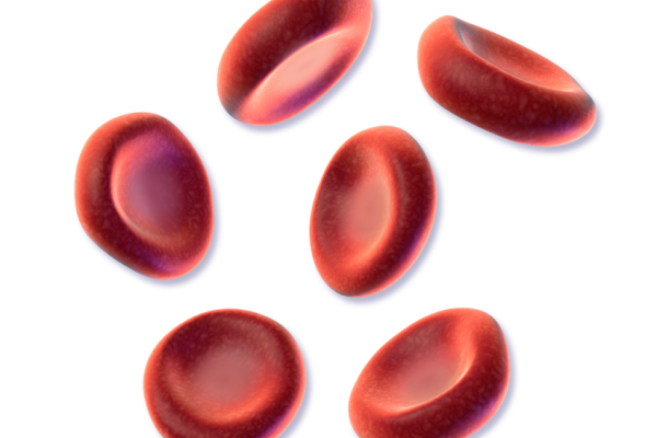red blood cells 