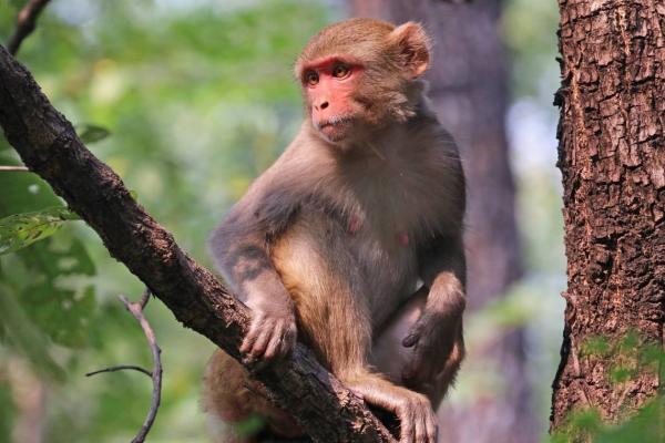 rhesus macaque monkey