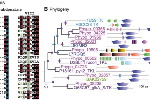 putative tyrosine kinases image