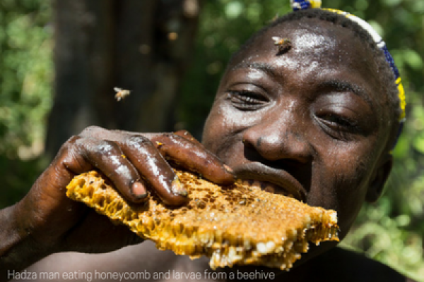 Hadza man eating honeycomb and larvae from a beehive