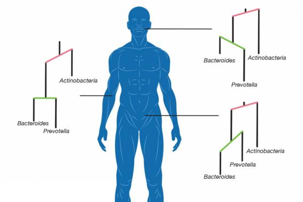 outline of human with microbiome