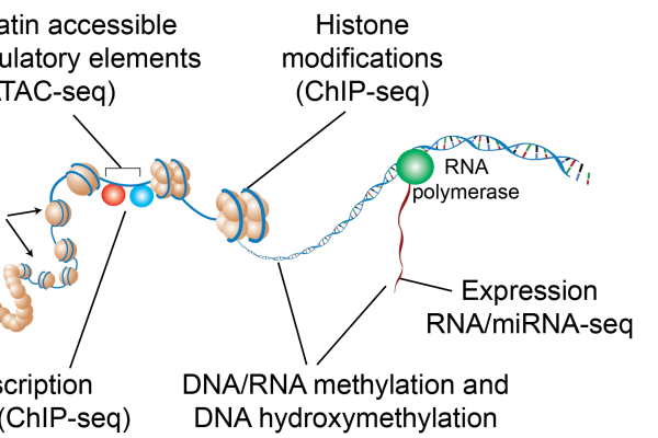 march of dimes gene regulation diagram