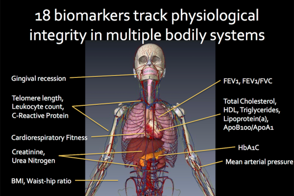 human skeleton with description of biomarkers of aging diagram