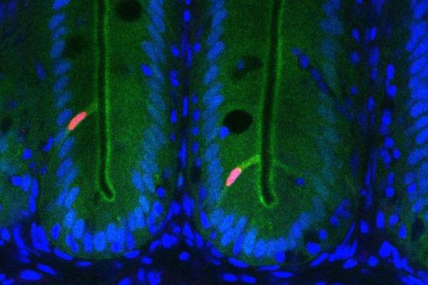 genes of fish illuminated