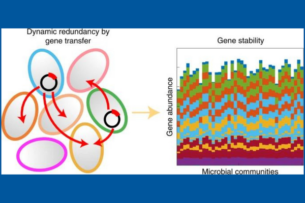 two graphics showing how dynamic redundancy by gene transfer creates stable gene function