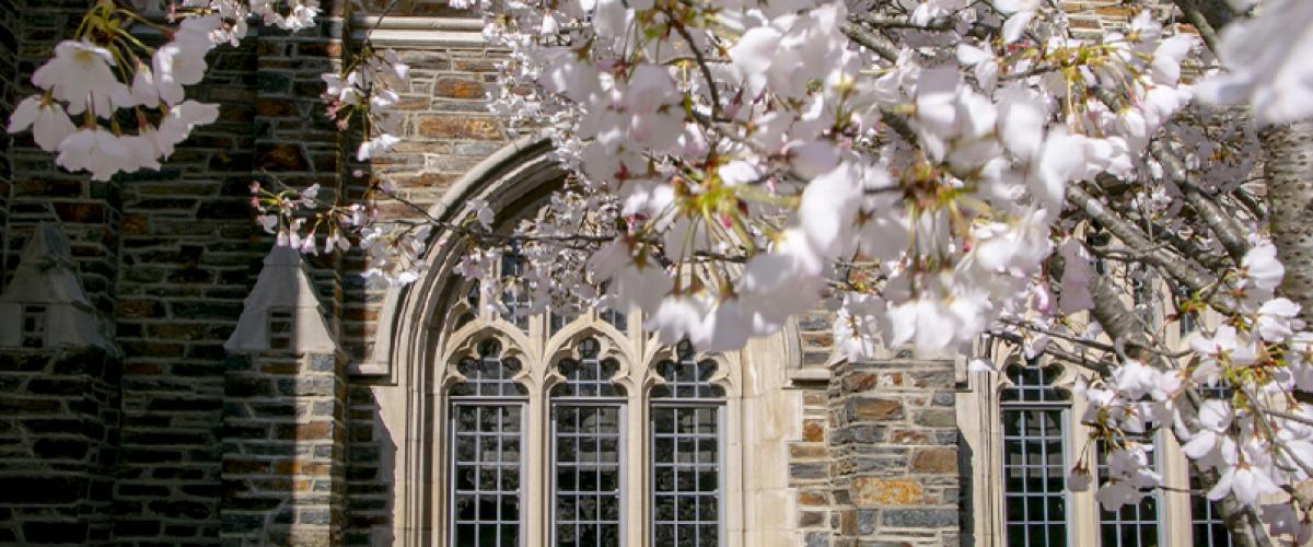 Spring Duke Landscape 