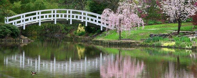 Duke Gardens White Bride and Cherry Blossoms
