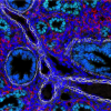 immunofluorescent image of developing mouse lung
