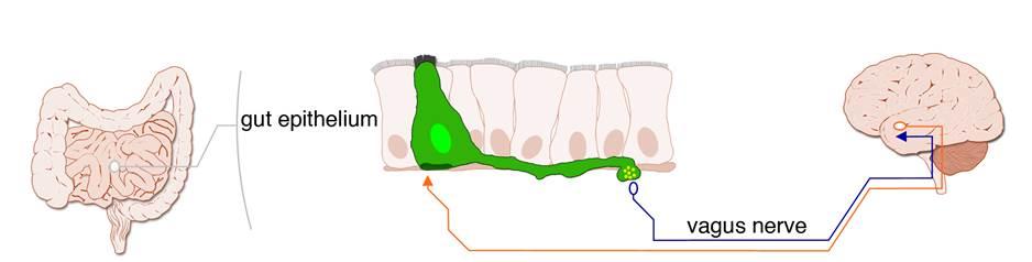 gut brain diagram