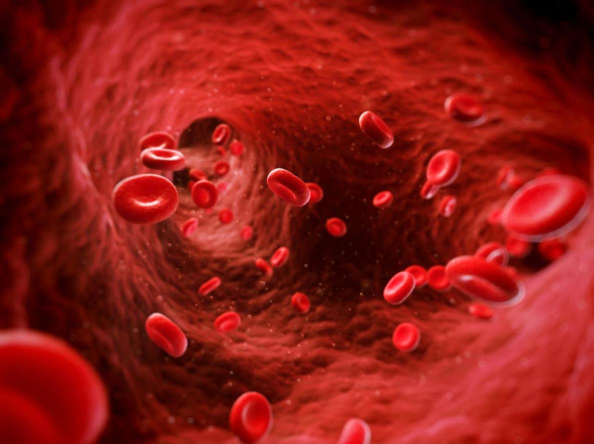 red blood cells - GCB