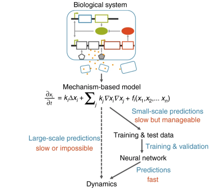 diagram for mechanism based biological model