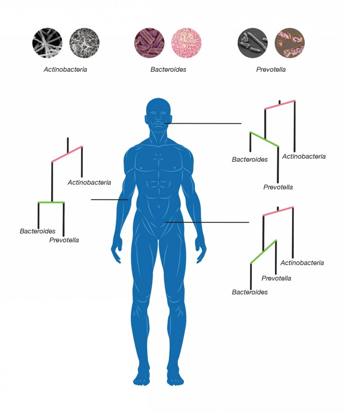 outline of human with microbiome 