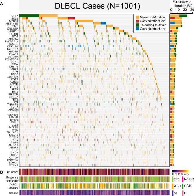 lymphona gene research diagram
