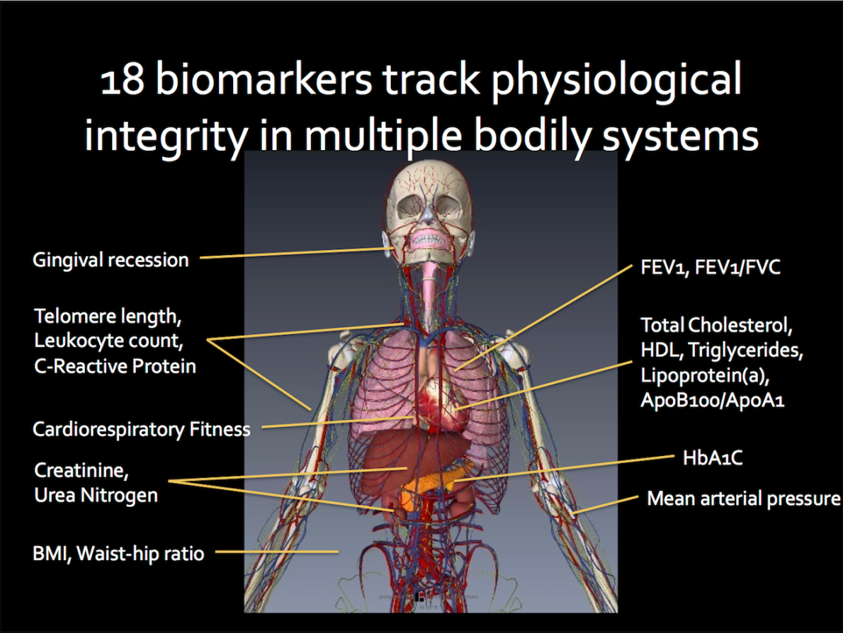 human skeleton with description of biomarkers of aging diagram
