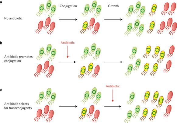 antibiotic resistance image