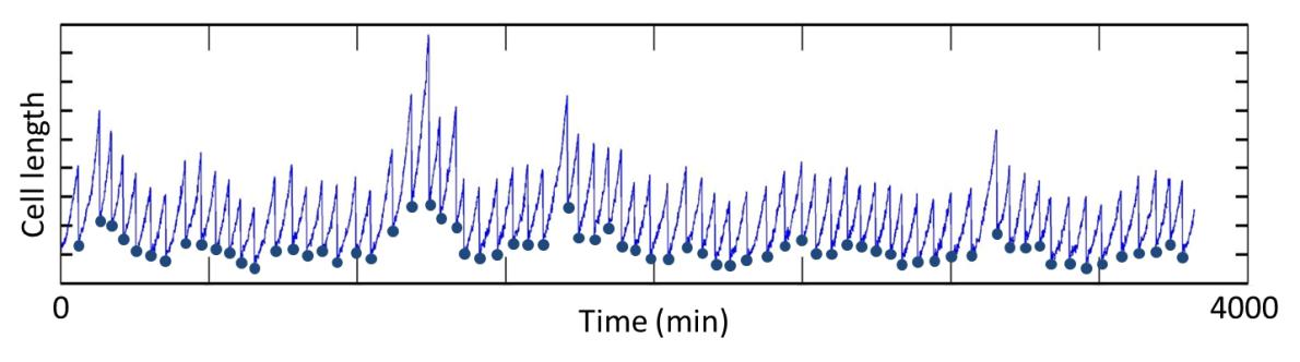 cell growth size diagram