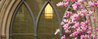 A photo of a flowering tree in front of a window with arched panes