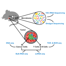 Microbiome diagram