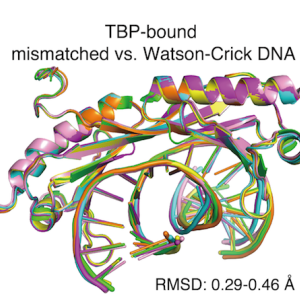 DNA mismatch diagram