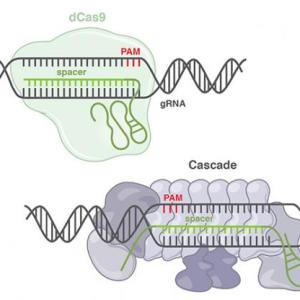 gene - CRISPR technology diagram