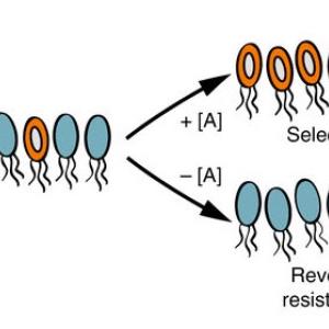 Lingchong diagram_of antibiotic resistance 