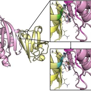 design of a protein to probe cancer signaling 