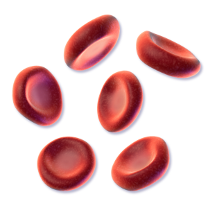 red blood cells 