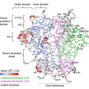 symmetric protein diagram