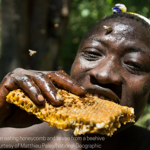 Hadza man eating honeycomb and larvae from a beehive
