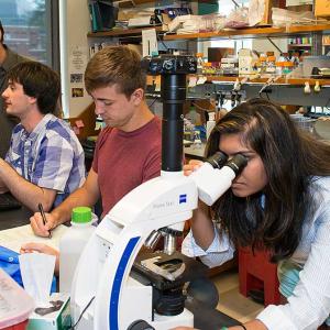 Duke undergraduates work in lab with GCB faculty member