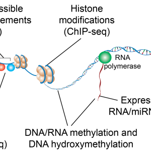 march of dimes gene regulation diagram