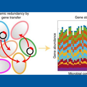 two graphics showing how dynamic redundancy by gene transfer creates stable gene function
