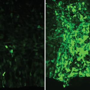 The fluorescent glow of mouse brain cells on the right indicates the effectiveness of a human-derived gene enhancer, HAQER0059, versus a 6 million year old version of the enhancer at left