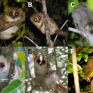 six images of lemurs in a grid